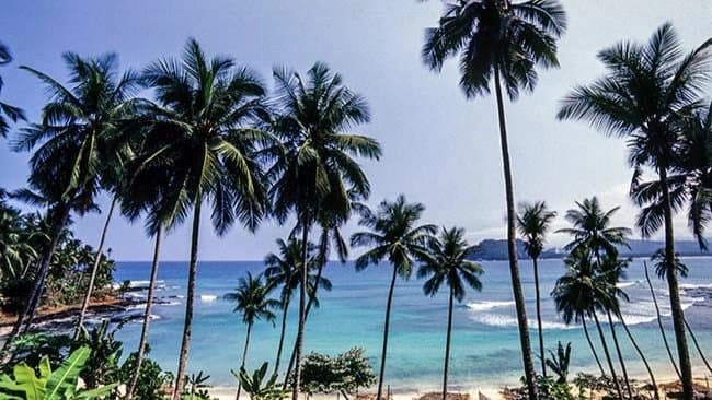  12 Year Old Boy Crushed to Death By Coconut Tree While Trying To Catch Parrot in Kerala 