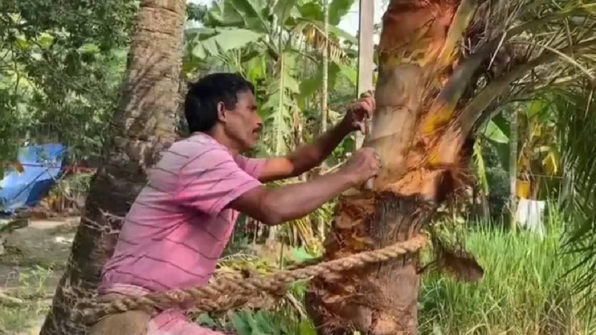 Winter made them busy to collect date palm sap for making  molasses gnr