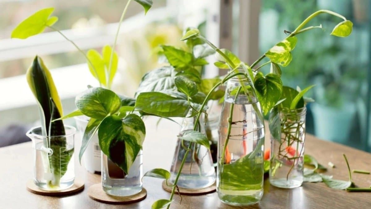 You can grow indoor plants water only