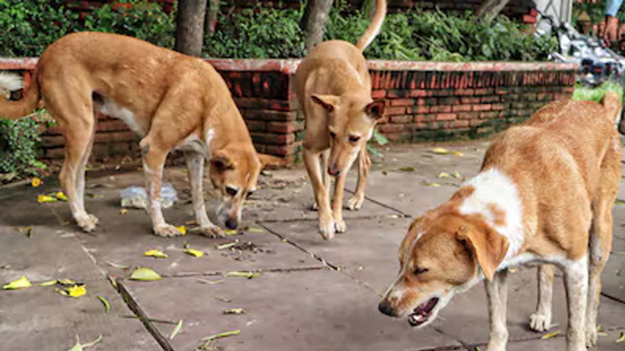 50000 animal lovers write to Chief Justice requesting reconsideration of verdict on stray dogs