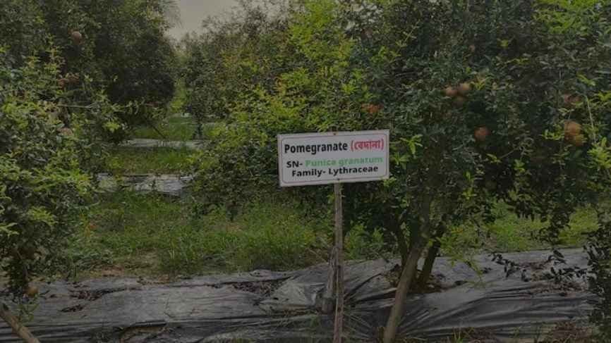 Bankura New Pink Pomegranate grows