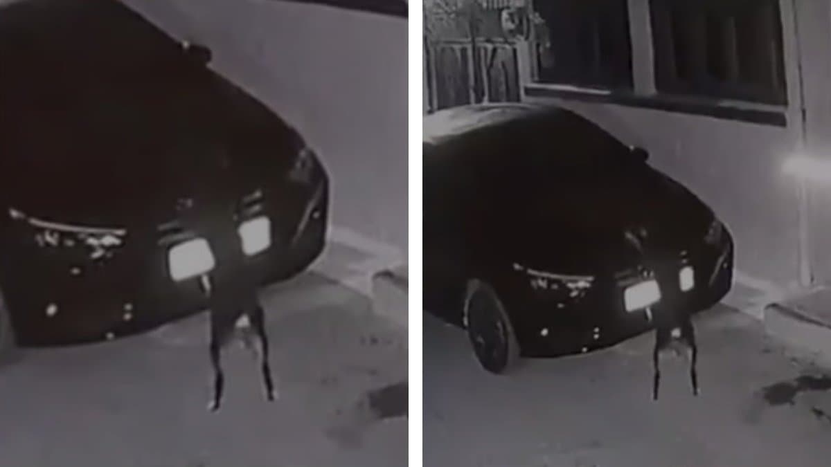 Dog randomly scratches car that hit it in Madhya Pradesh gnr