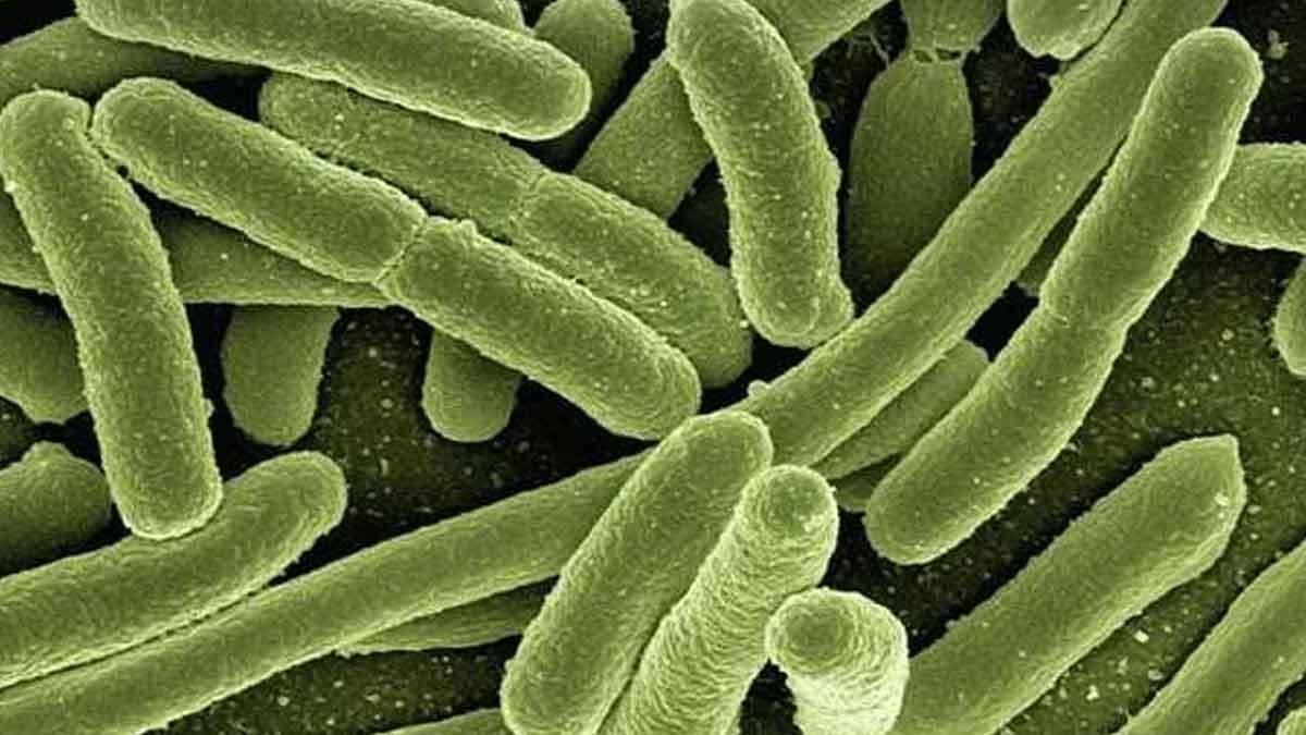 What Is Deadly Marburg Virus That Originates From Bats gnr