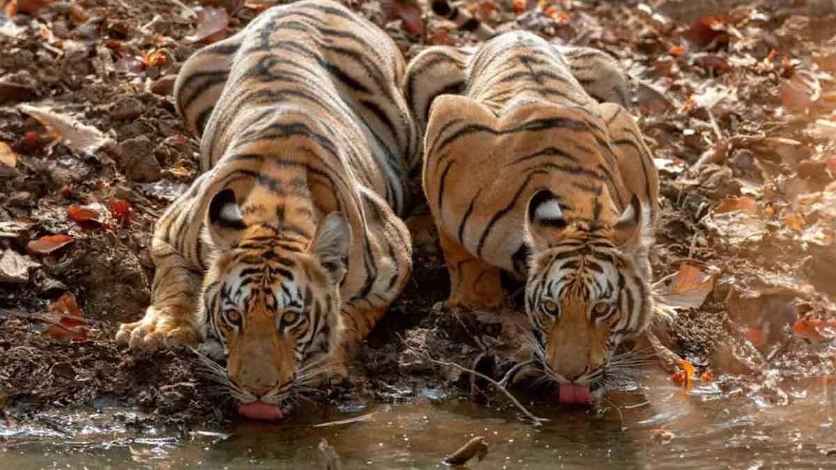 Tadoba National Park to soon offer world’s first-ever ropeway safari gnr 