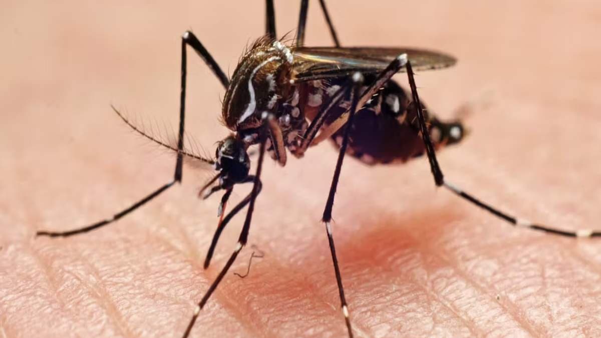 Hydrocele in bengal caused by female mosquito
