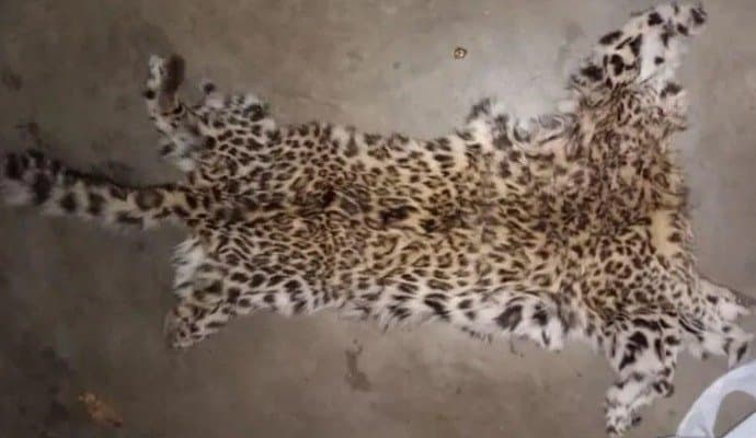 three youth arrest from madhyamgram along with leopard skin