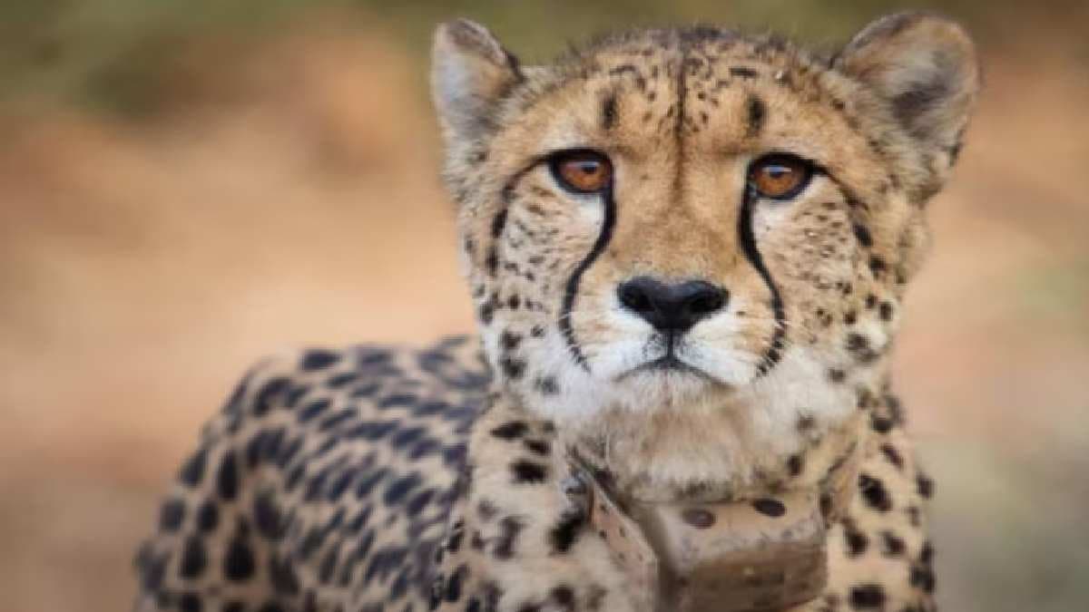 India To Bring eight Cheetahs From Botswana