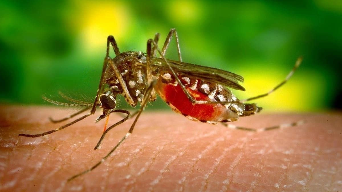 Special initiative from sreerampore municipality to aware about dengue