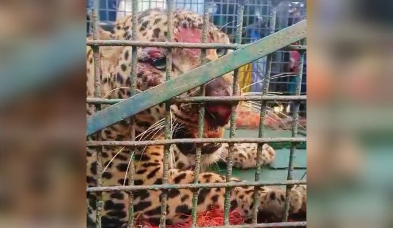 Leopard rescued in birpara block tea garden