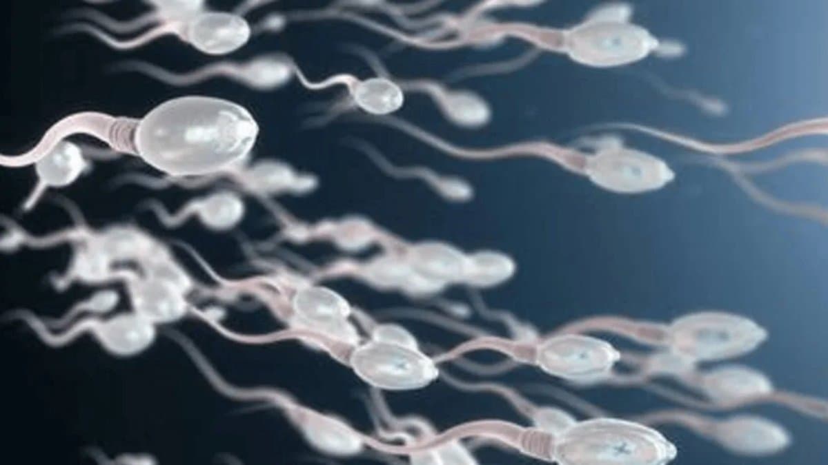 World s first sperm race to be held in Los Angeles