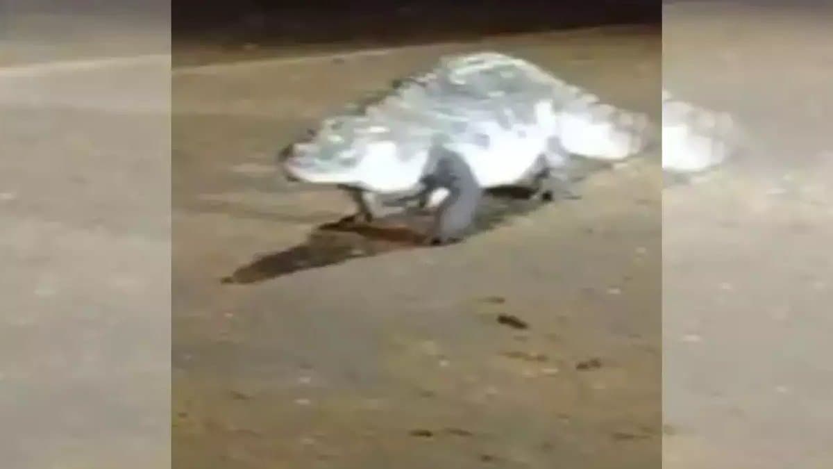 Crocodile on IIT campus students in panic
