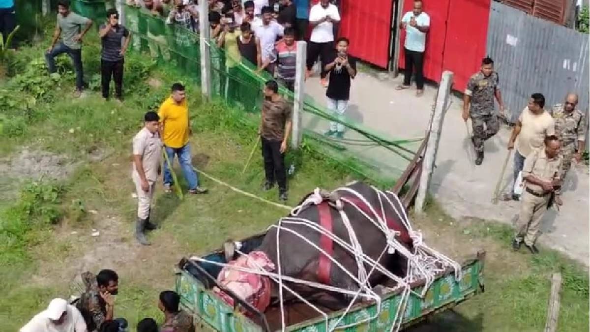 Strayed rhino injured two finally tranquilised