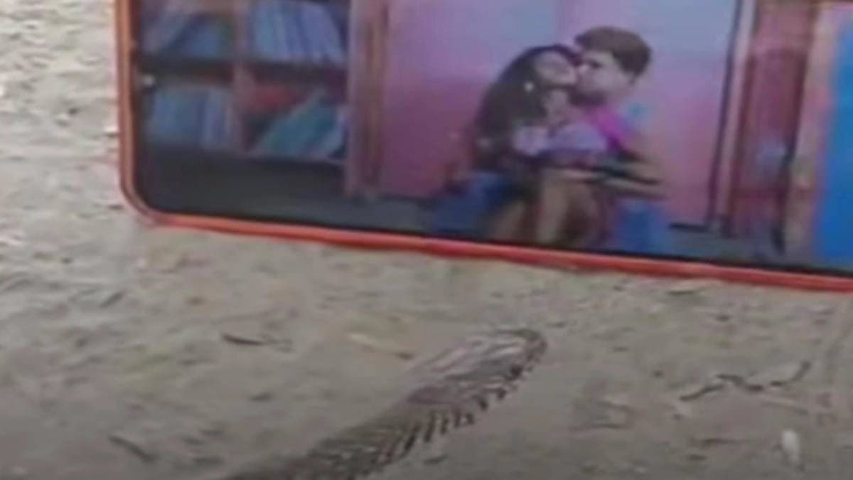Viral video of snake listening to bhojpuri song