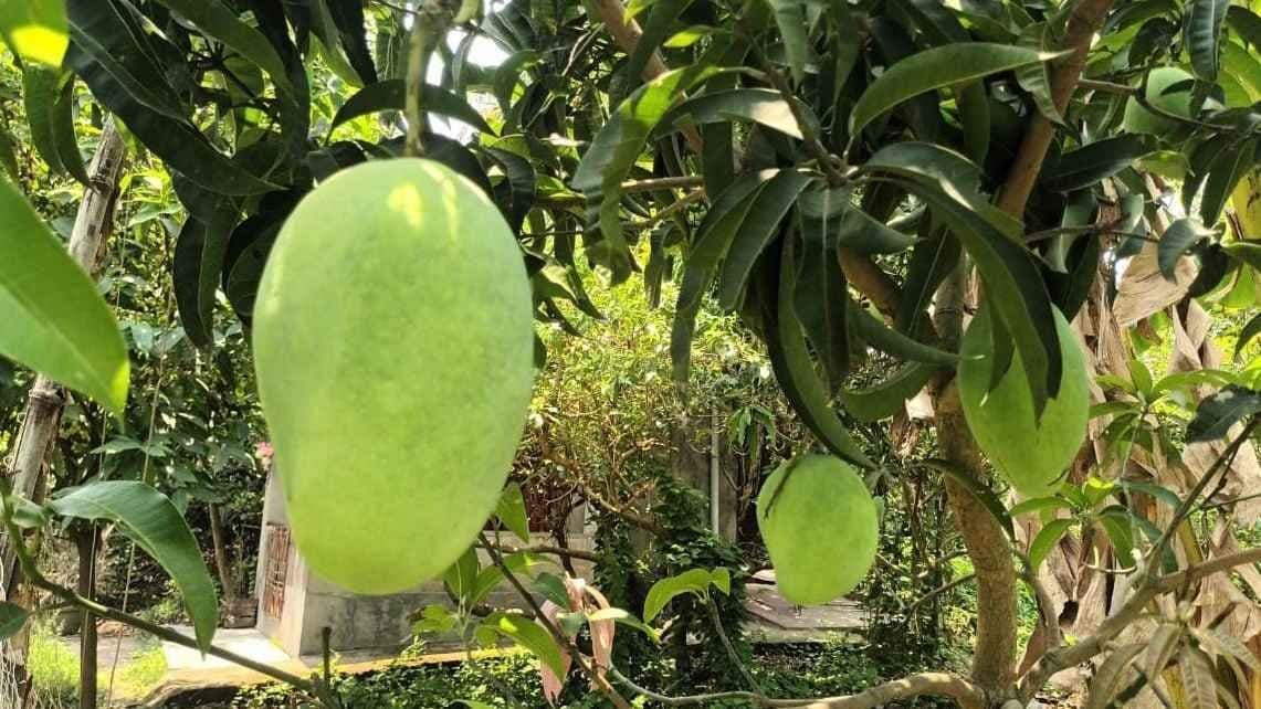 Brunei King mango At Pandua Hooghly
