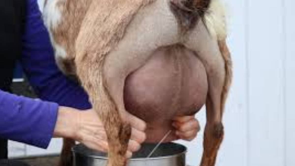 Milky Goat has created a buzz in the online world