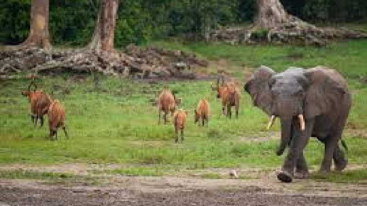 ৮ টি এমন প্রাণী যারা শুধু ভারতবর্ষেই রয়েছে, দেখে নিন একঝলকে