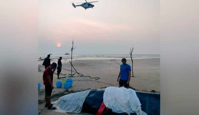 Blue Whale Pushed Into Sea After 40-Hours Rescue Op Dies