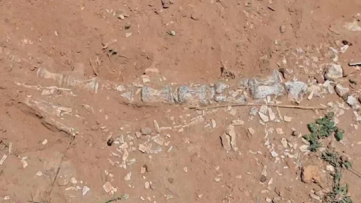 Rare jurassic-era fossils including skeleton and egg discovered in Jaisalmer