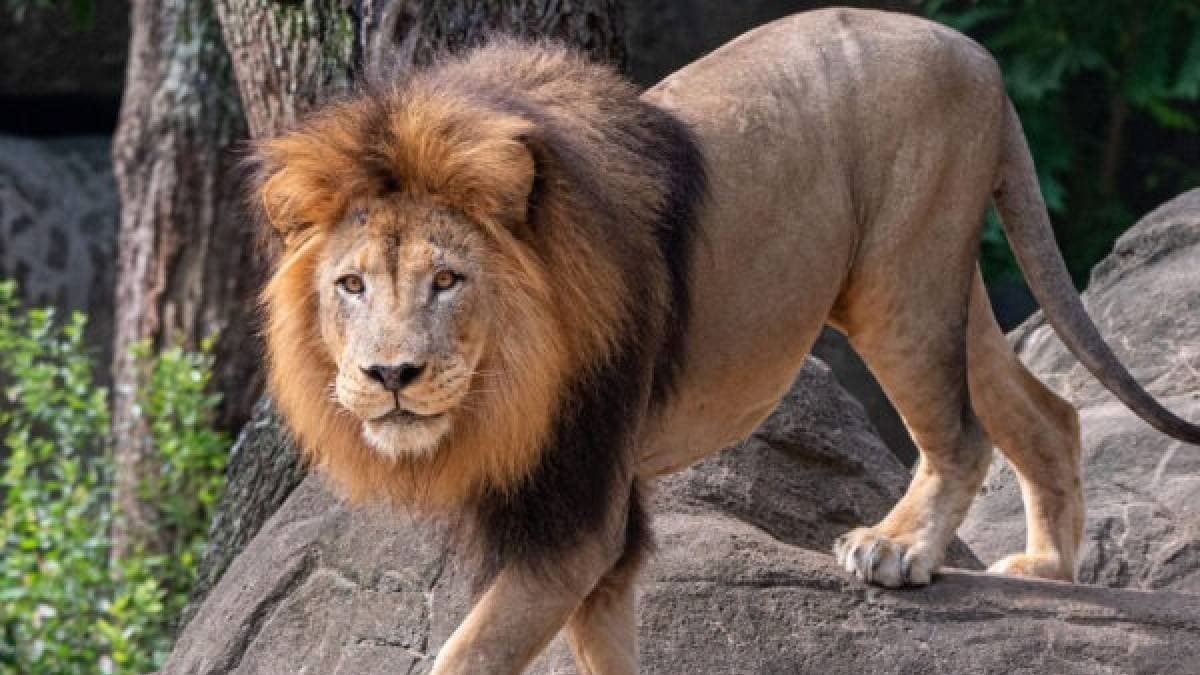 Uzbekistan Zookeeper Who Entered Lion Cage To Impress Girlfriend Eaten Alive On Camera gnr