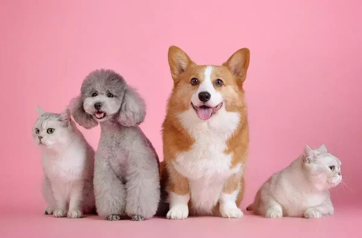 Pet Friendly Holi: রঙের উৎসবে কীভাবে নিরাপদে রাখবেন পোষ্যদের?