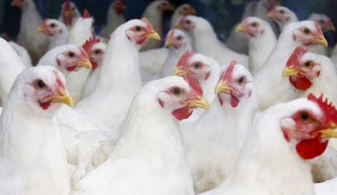 youth dies in bird flu