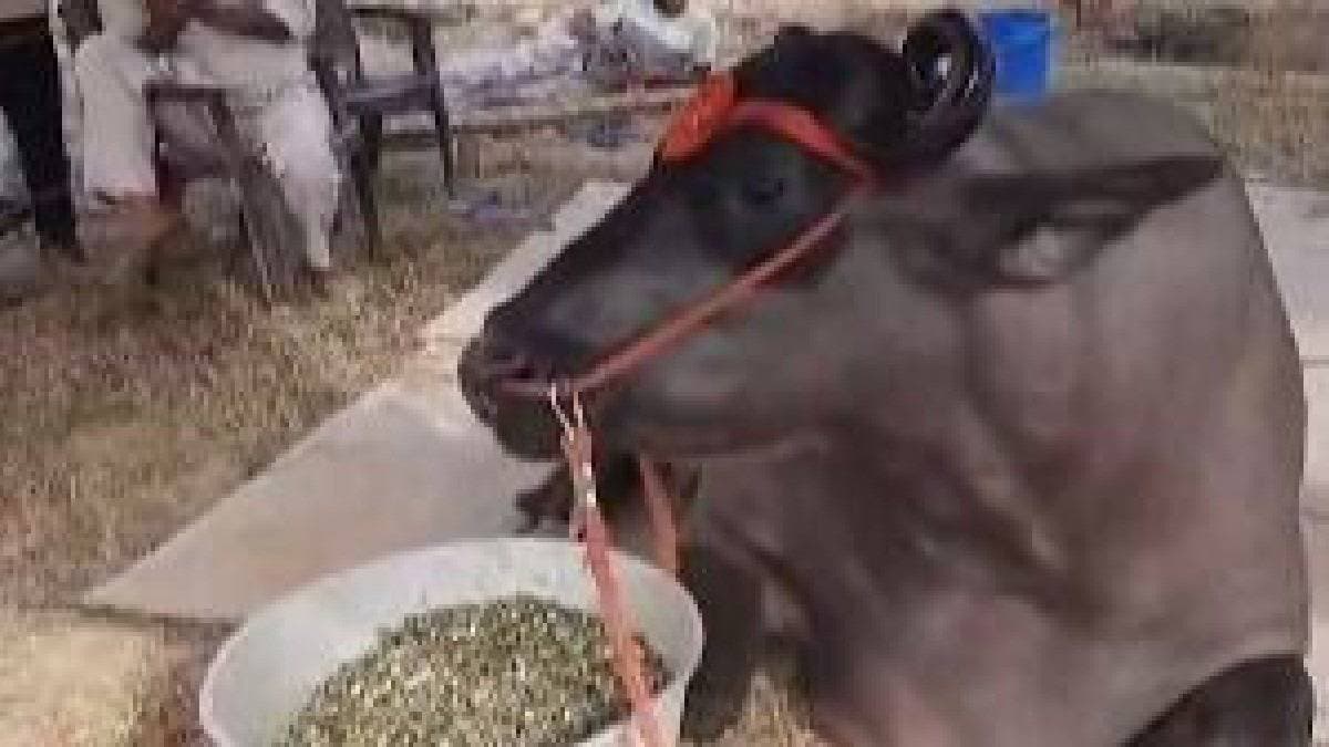 This 1500 kg buffalo from Haryana is worth Rs 23 crore gnr