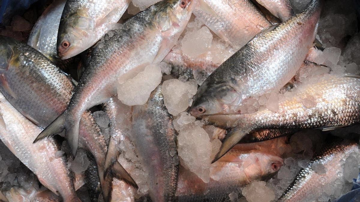 Bangladesh Padma Hilsa Arrives At West Bengal On Biswa Karma Puja