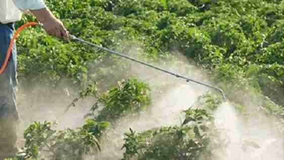  36 Days After Marriage Jharkhand Woman Poisons Husband To Death