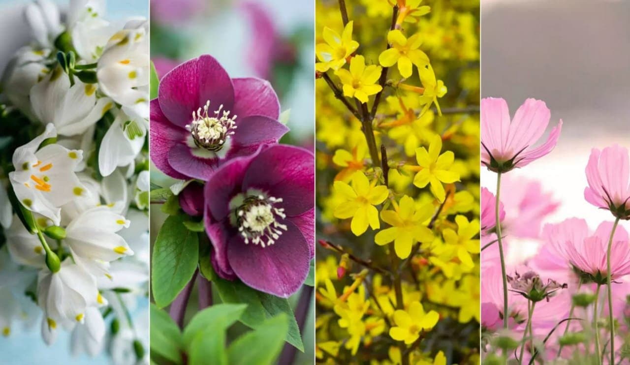 Some winter flowers for your garden! 