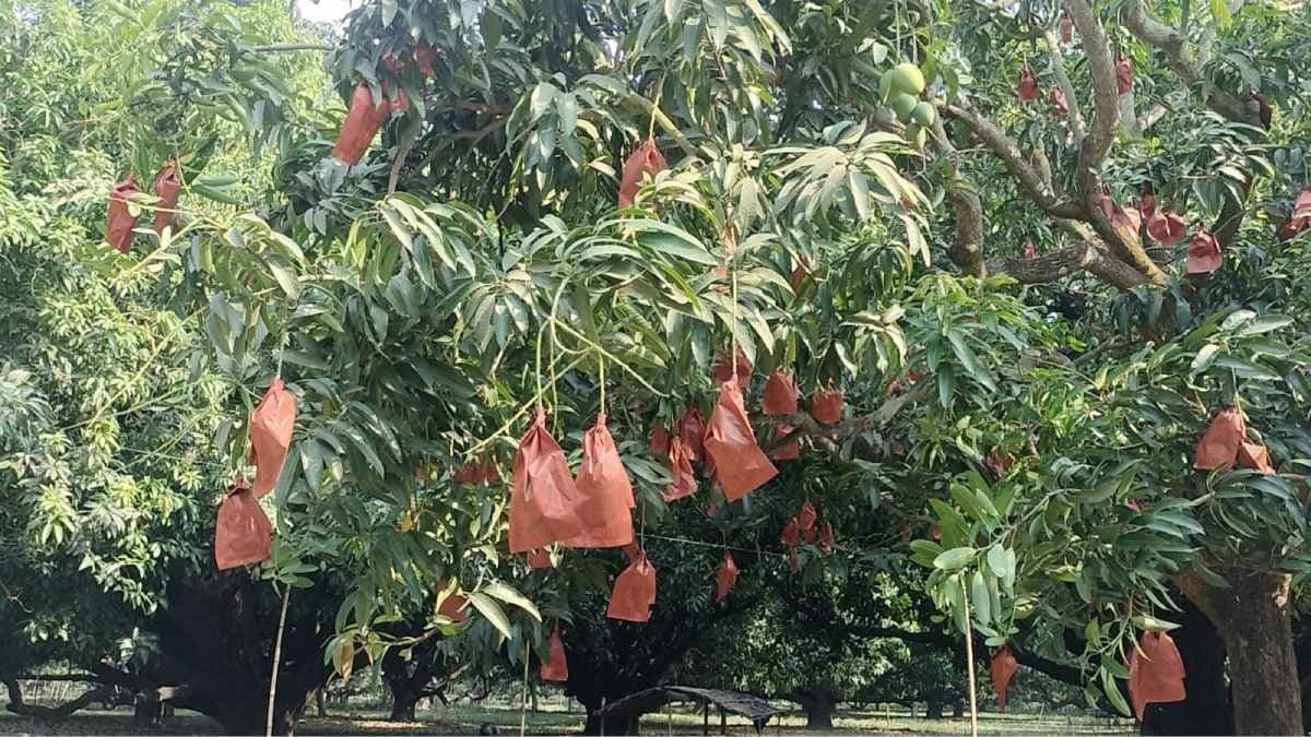 Farming inside packet may increase demand of Mango in foreign