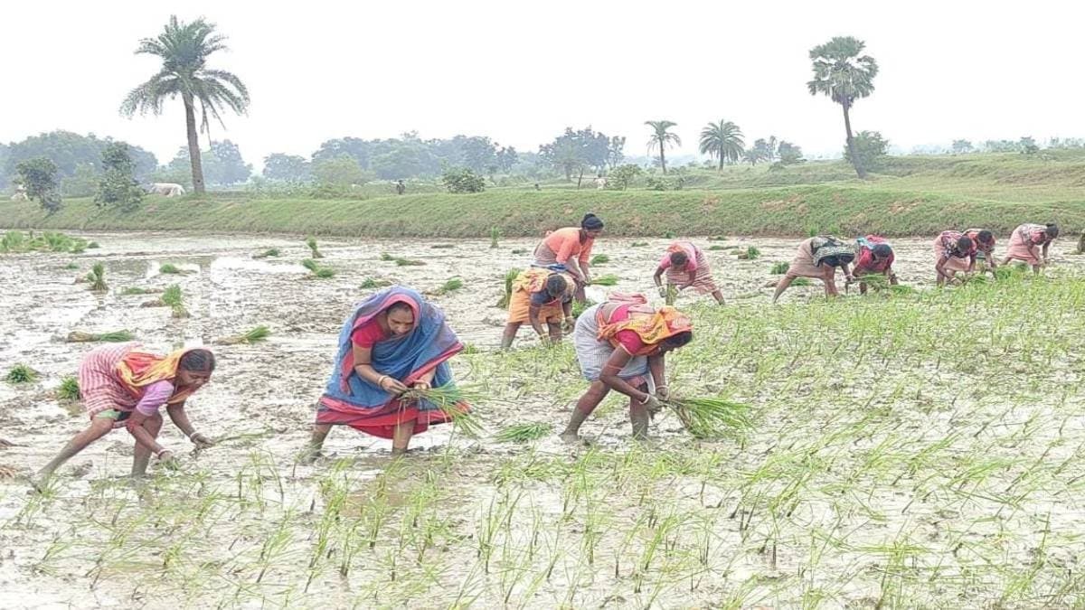 The district president of Purulia planting in the paddy field