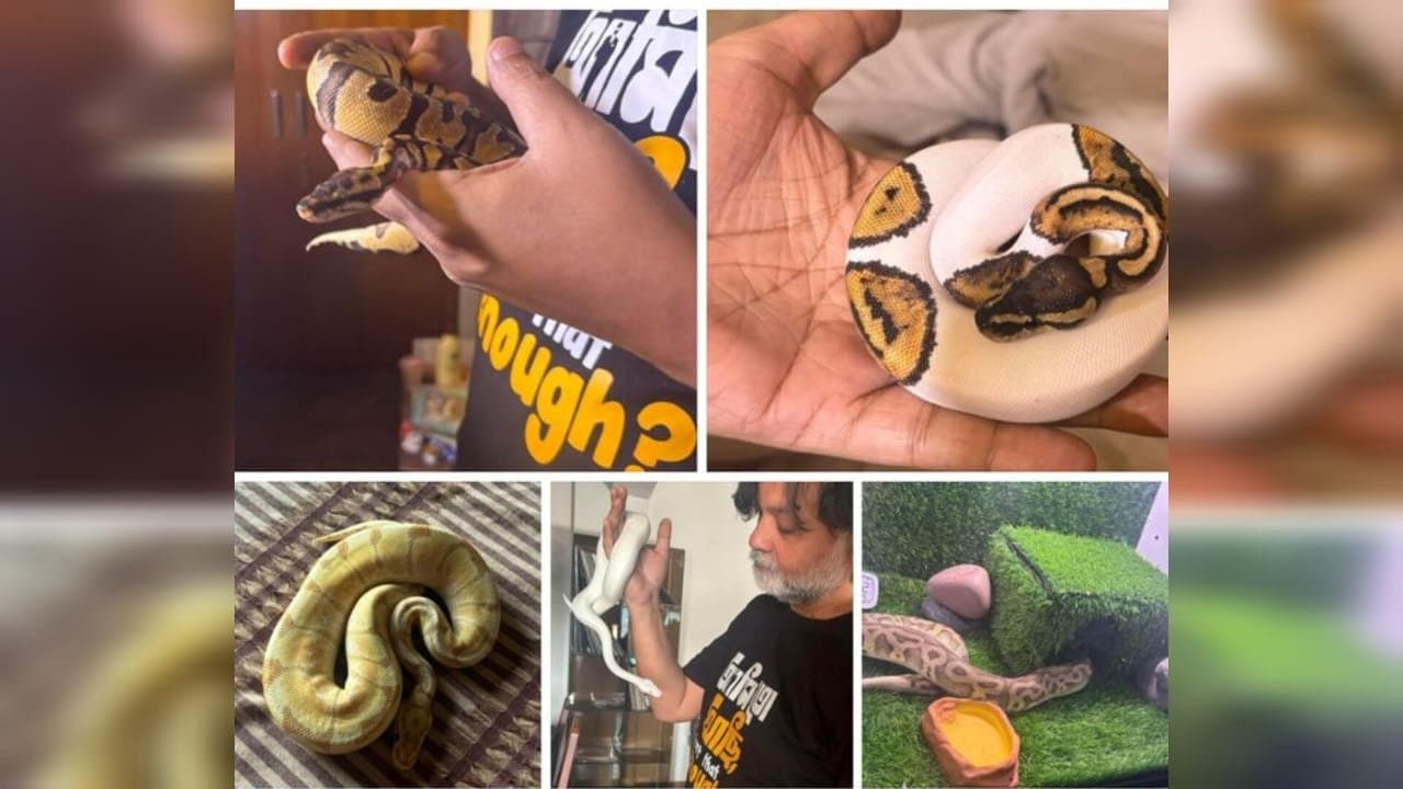 Srijit Mukherji Keeping 5 Python As Pet In His Home