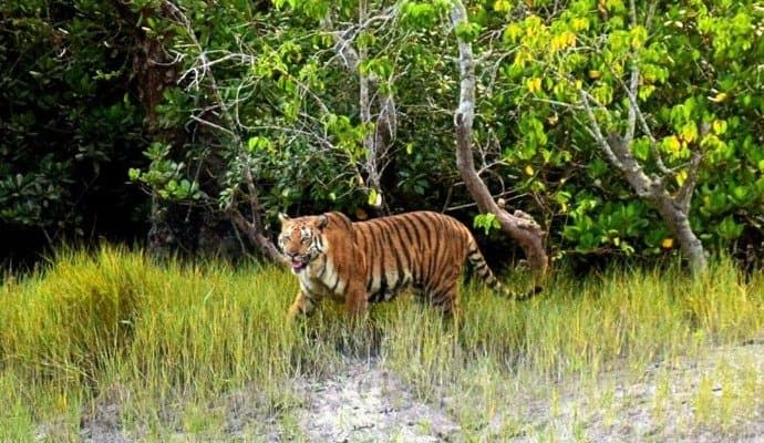 Sundarban might be a history study says