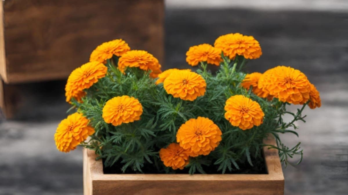 how to maintain and keep marigold tree and flowers big and colour garden lif 