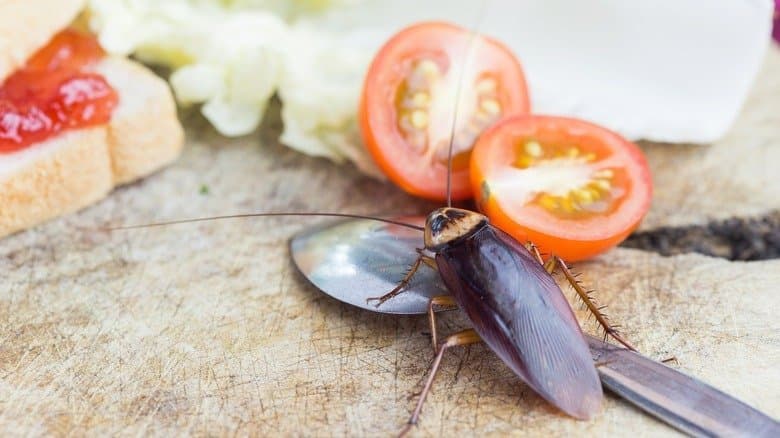 Cockroaches in the kitchen? Try these easy hacks!