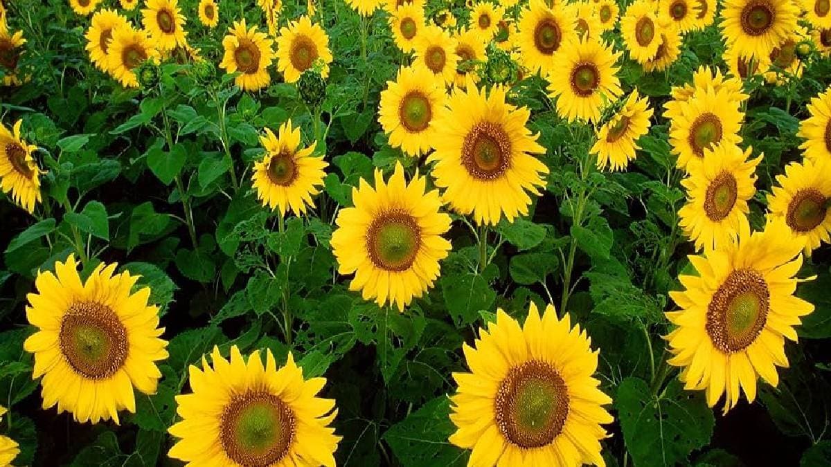 Sunflower Cultivation in Bankura 