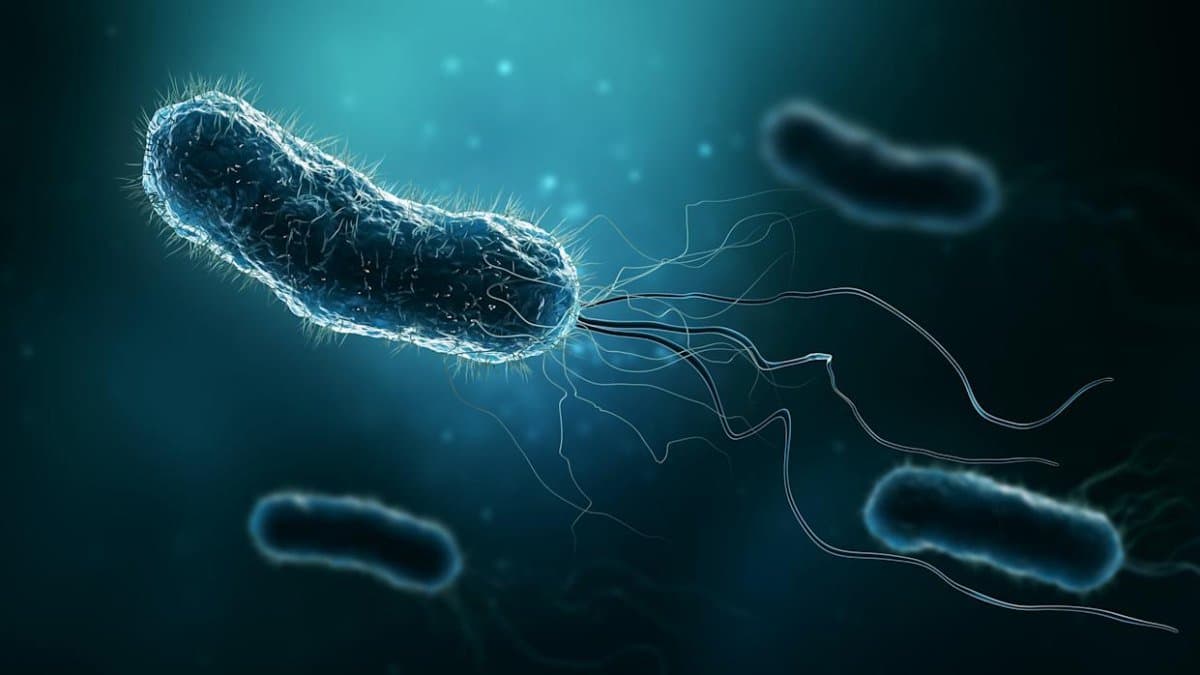 Ice used in top restaurants have more bacteria than toilet water