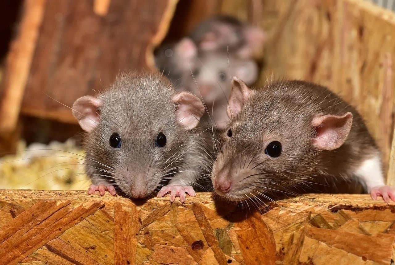 Chinese Woman Loses 14 Kg In 35 Days She Ate 50 Rats