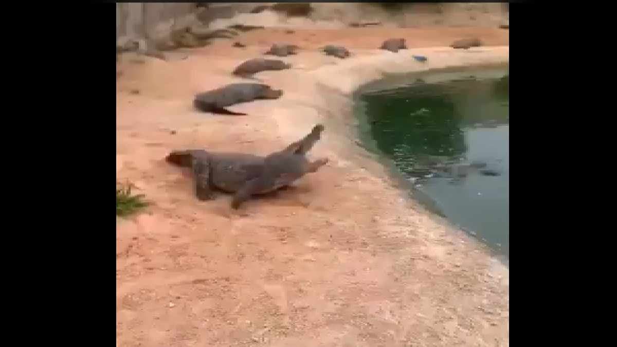 Man Runs Behind Massive Crocodiles  viral video on social media