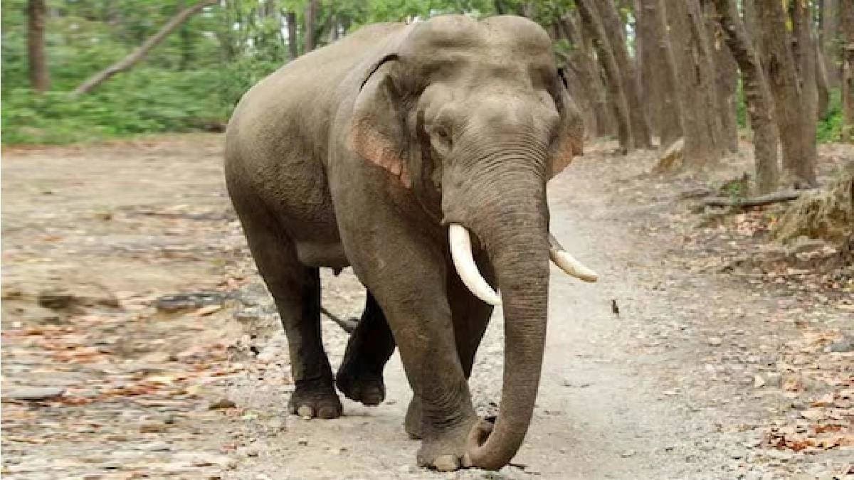 Elephant dead in electrocution in buxa tiger reserve
