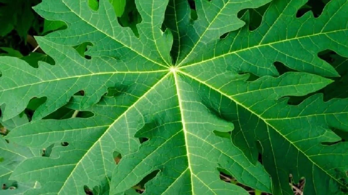 Papaya leaves work like magic to bring glow on skin 
