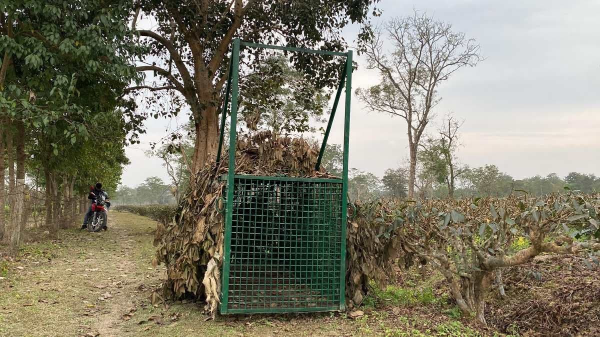 Cheetah Scare Disrupts Sleep in North Bengal Mathura Tea Garden gnr