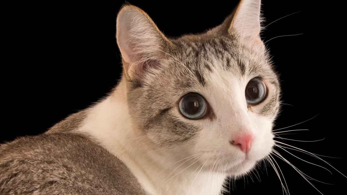 Cats are very good friends of human estimated 10000 years ago