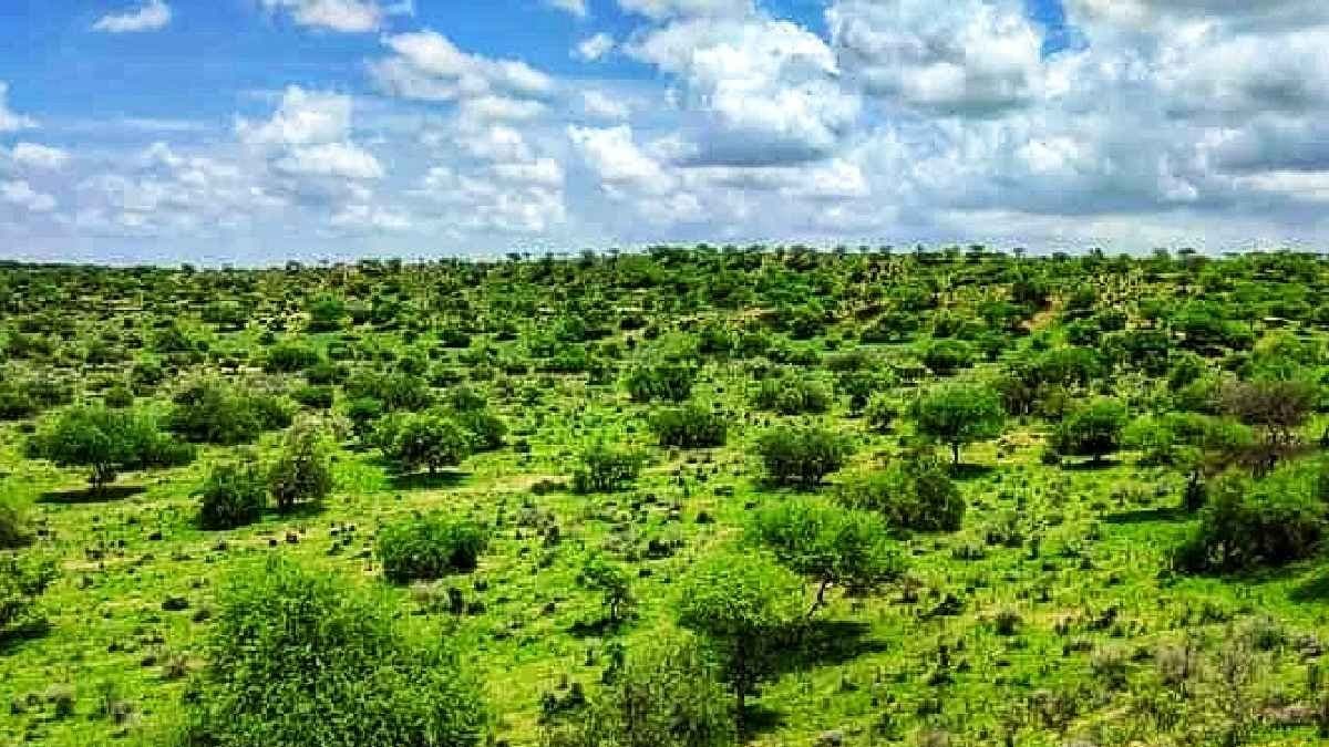 Climate Change in Thar desert- thanks to higher rainfall