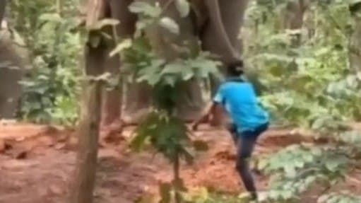Man Harasses Wild Elephant By Pulling Tail In West Bengal Video Sparks Outrage 