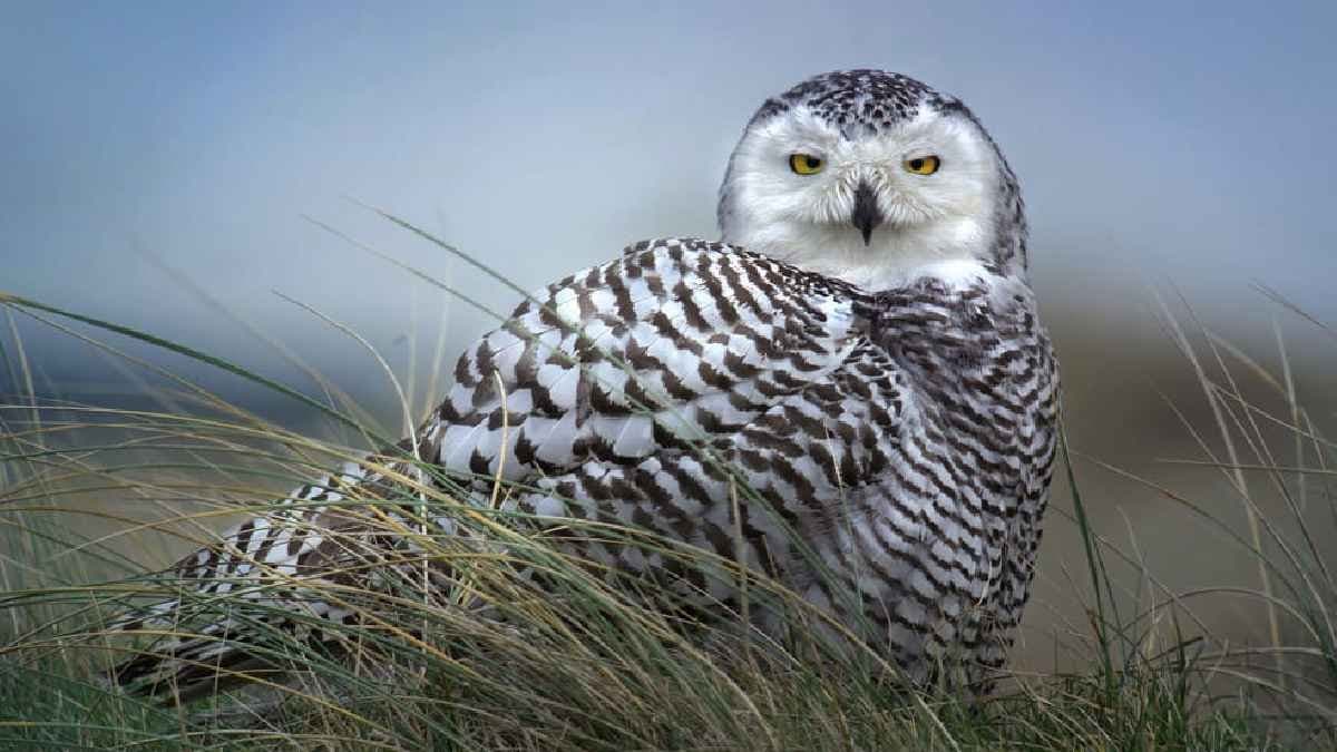 Rare grass owl found in malda river side