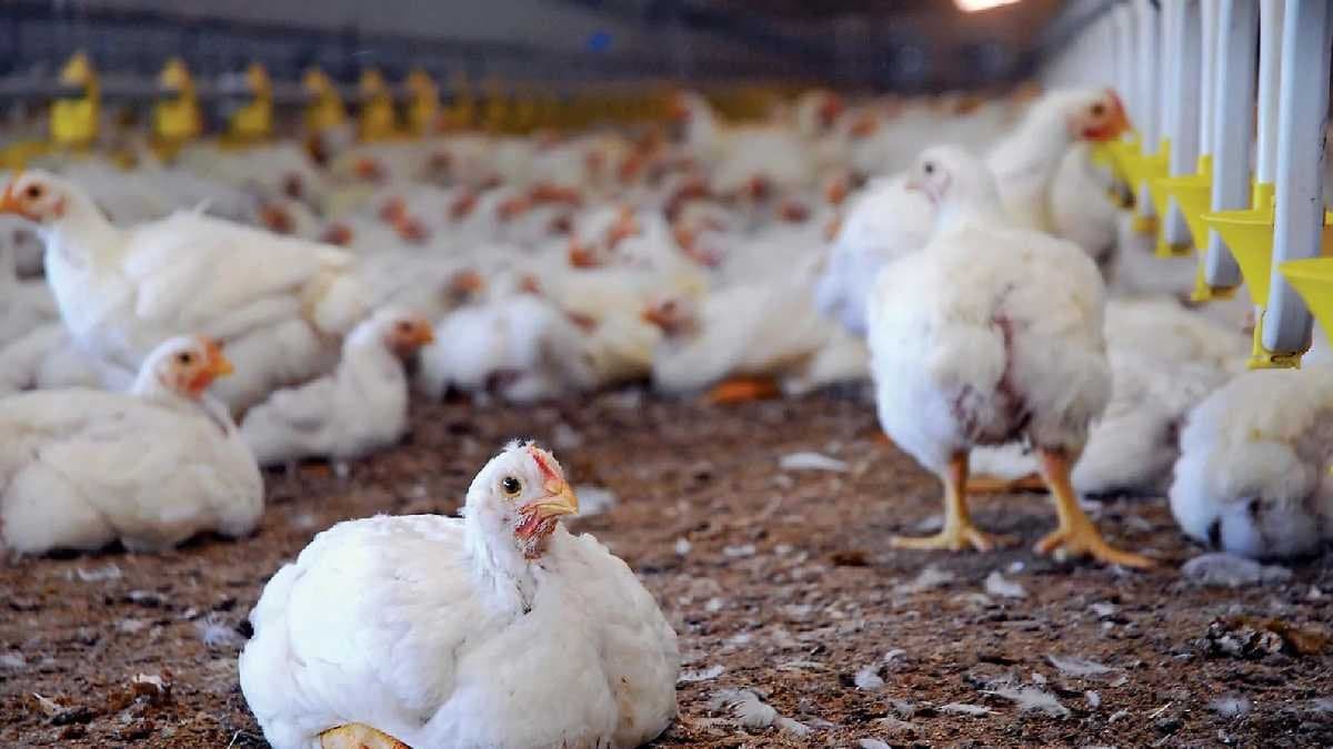 In Telangana 2500 Chickens Die In 3 Days Due To Mysterious Disease gnr