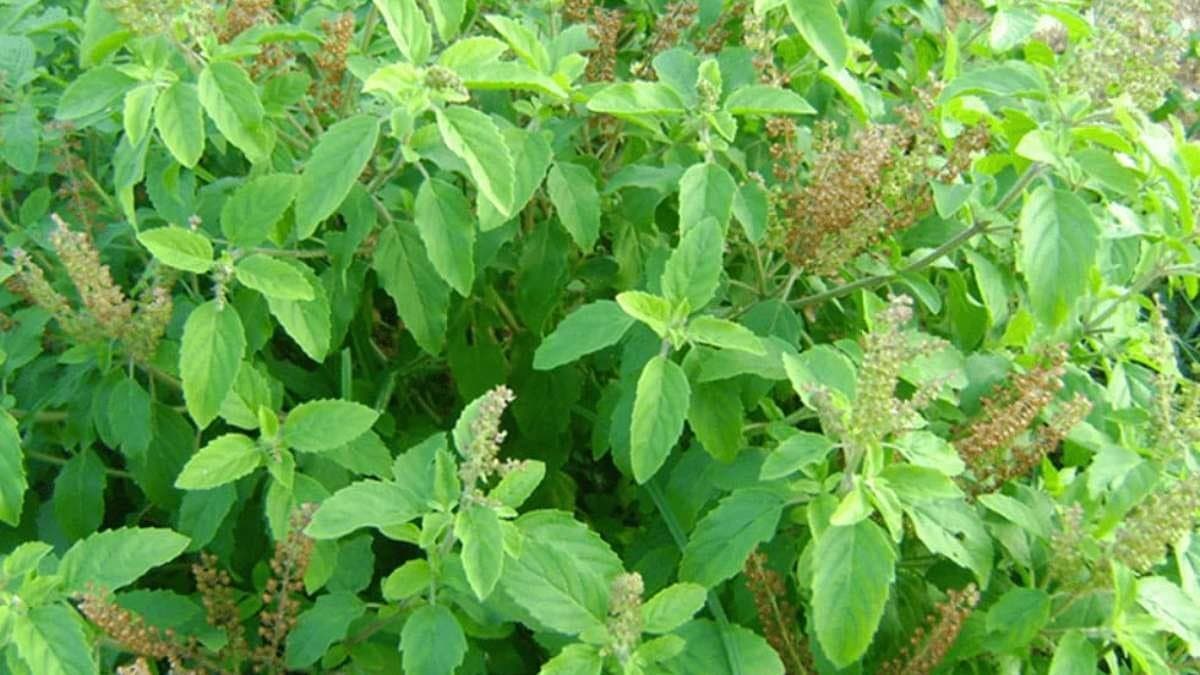 Tulsi leaves helps to improve your mental pressure reduced blood pressure and also prevents cough cold lif