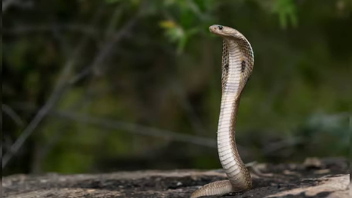 King Cobras Found Near Mt Everest Experts Are Worried