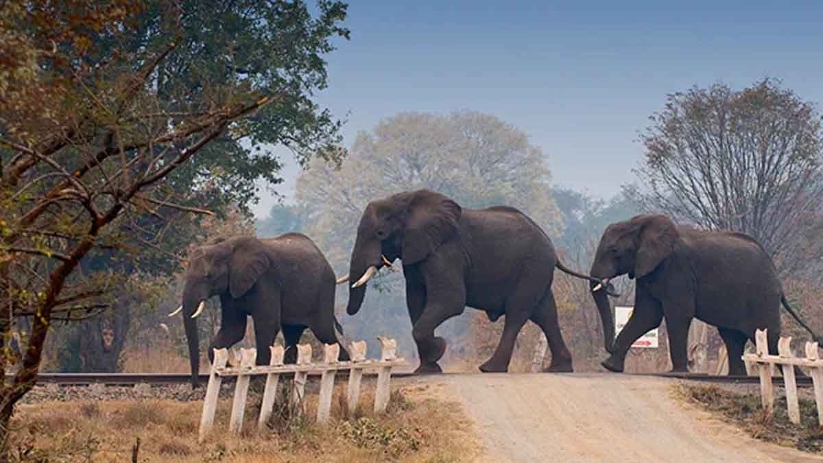  7 Elephants Found Dead In Bandhavgarh Tiger Reserve In Madhya Pradesh gnr 